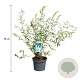 Buddleja d. 'White Profusion' 50-60 cm 3,5L