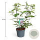 Callicarpa bod. 'Profusion' 40-50 cm 3,5L