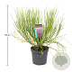Cytisus 'Boskoop Ruby' 30-40 cm 3,5L