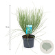 Cytisus praecox 'Albus' 30-40 cm 3,5L