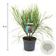 Cytisus 'Palette' 30-40 cm 3,5L