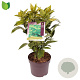 Aucuba jap. 'Variegata' 40-50 cm 7,5L