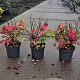 Euonymus alat. 'Compactus' 40-50 cm 7,5L