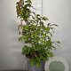 Euonymus alat. 'Compactus' 40-50 cm 7,5L