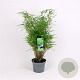 Fargesia rufa 60-80 cm 7,5L
