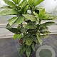 Aucuba jap. 'Variegata' 40-50 cm 5,0L
