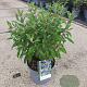 Caryopteris cland. Grand Bleu 40-45 cm 5,0L