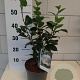 Camellia j. 'Brushfield's Yellow' 30-40 cm 3,0L