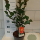 Camellia j. 'Dr King' 30-40 cm 3,0L