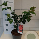 Camellia j. 'Principessa Baciocchi' 40-45 cm 3,0L