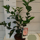 Camellia j. 'William Bartlett' 30-40 cm 3,0L