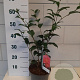Camellia ret. 'Mary Williams' 40-45 cm 3,0L