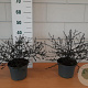 Ceanothus 'Blue Sapphire' 40-50 cm 5,0L