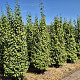 Cercidiphyllum japonicum 225-250 cm draadkluit