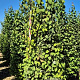 Cercidiphyllum japonicum 250-275 cm draadkluit