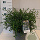 Ceanothus thyrsiflorus repens 30-40 cm 7,5L
