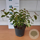 Cornus sang. 'Midwinter Fire' 40-60 cm 3,0L