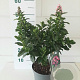 Escallonia laevis Pink Elle 30-40 cm 3,0L