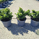Escallonia laevis Showstopper GM C3