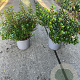 Escallonia 'Red Dream' 20-25 cm 3,0L