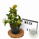 Hedera colchica 'Fall Favourite' 30-40 cm 3,0L potgekweekt