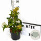 Hedera colchica 'Fall Favourite' 30-40 cm 3,0L potgekweekt