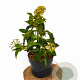 Hedera colchica 'Fall Favourite' 30-40 cm 3,0L potgekweekt
