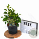 Hedera hel. 'Arborescens' 30-40 cm 3,0L potgekweekt