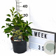 Hedera hel. 'Arborescens' 30-40 cm 3,0L potgekweekt
