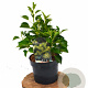 Hedera hel. 'Arborescens' 30-40 cm 3,0L potgekweekt