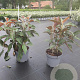 Hydrangea asp. Hot Chocolate 35-40 cm 5,0L