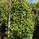 Ligustrum luc. Green Screen 200-225 cm draadkluit extra