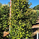 Ligustrum luc. Green Screen 200-225 cm draadkluit extra