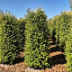 Ligustrum luc. Green Screen 200-225 cm draadkluit extra