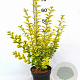 Ligustrum oval. 'Aureum' 30-40 cm 3,0L potgekweekt