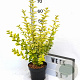 Ligustrum oval. 'Aureum' 30-40 cm 3,0L potgekweekt