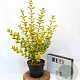 Ligustrum oval. 'Aureum' 30-40 cm 3,0L potgekweekt