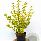 Ligustrum oval. 'Aureum' 30-40 cm 3,0L potgekweekt