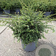 Lonicera nit. 'Elegant' 30-35 cm 5,0L