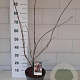 Magnolia soulangeana 40-60 cm 5,0L