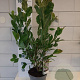 Magnolia stellata 40-60 cm 5,0L