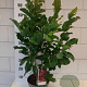 Magnolia 'Susan' 40-60 cm 5,0L