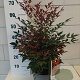 Nandina d. Obsessed 40-50 cm 5,0L