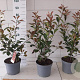 Photinia fraseri 'Red Robin' 50-60 cm 5,0L