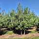 Pinus sylvestris 250-300 cm draadkluit meerstammig 350-400 diameter