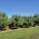 Pinus sylvestris 250-300 cm draadkluit meerstammig 350-400 diameter