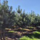 Pinus sylvestris 250-300 cm draadkluit meerstammig 350-400 diameter