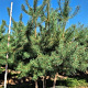 Pinus sylvestris 300-325 cm draadkluit meerstammig