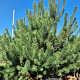 Pinus sylvestris 300-325 cm draadkluit meerstammig