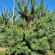 Pinus sylvestris 300-325 cm draadkluit meerstammig